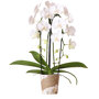 Niagara Fall orchidee wit